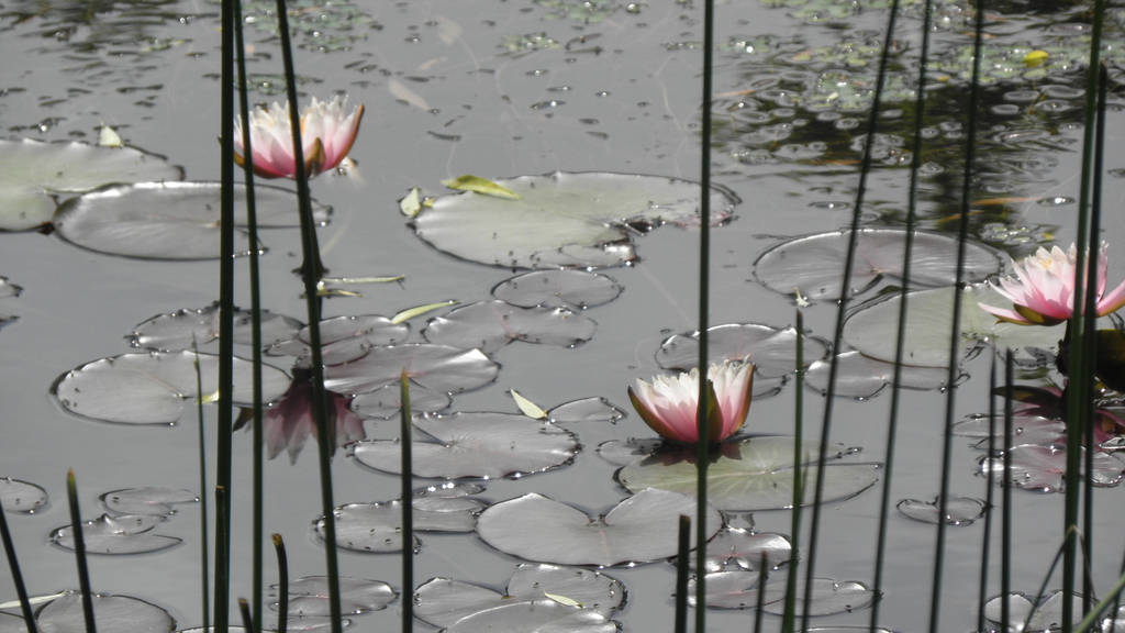 Japan Pictures 14 by Nullibicity