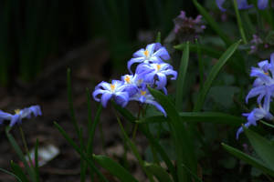 Indigo 2 by JessyFTW