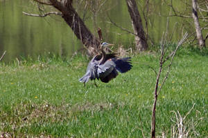 Great Blue Heron by JessyFTW
