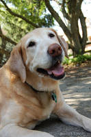 Sangiovese by JessyFTW