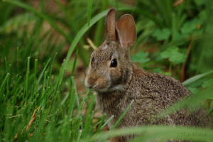 Young Rabbit by JessyFTW