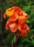 Orange flower by gurumis