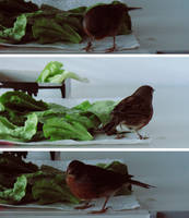 What now? by sporknfoon