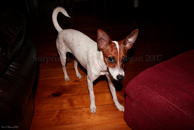 Surprised Dog by benoregan