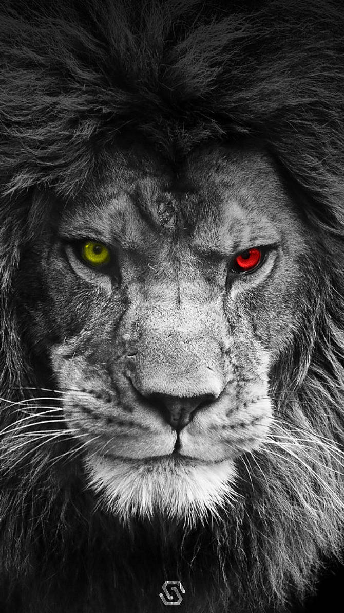 GALATASARAY LION WALLPAPER by ultrasgalas on DeviantArt
