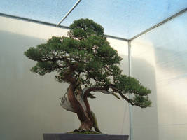 Bonsai 016 by aurochstock