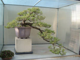 Bonsai 022 by aurochstock