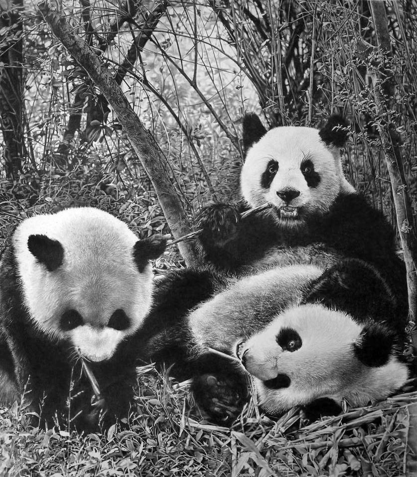 Panda by paullung