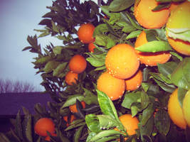 Oranges by theworst24