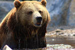 Grizzly 1 by Sagittor