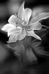 Columbine by 1001G