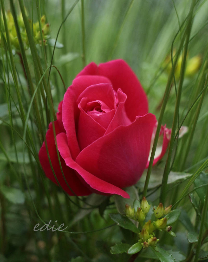 Knock Down Rose II by 1001G