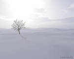A Cold Day. . . . by Kittensoft