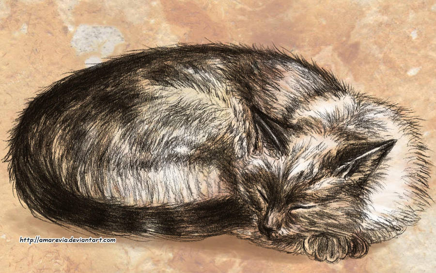 Cat nap by Amarevia on DeviantArt