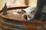 little cat on the barrel by Jorapache