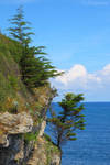 Trees near the sea... by Jorapache