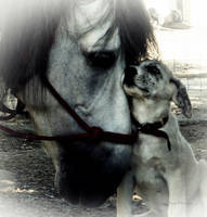 Eternal love by Equuskath