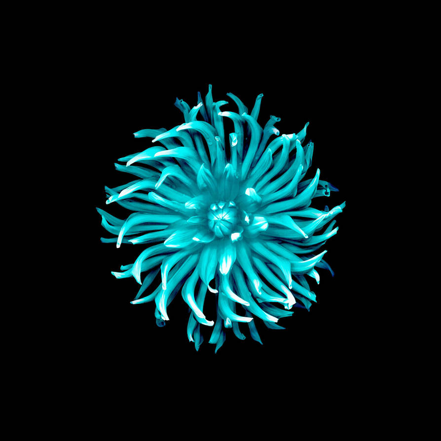 Ios 8 Blue Flower Wallpaper Flowers Healthy