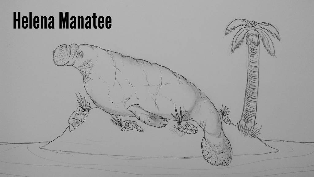 COTW#188: Helena Manatee by Trendorman