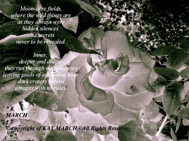 The Rose Within by Kay-March The Rose Within by Kay-March