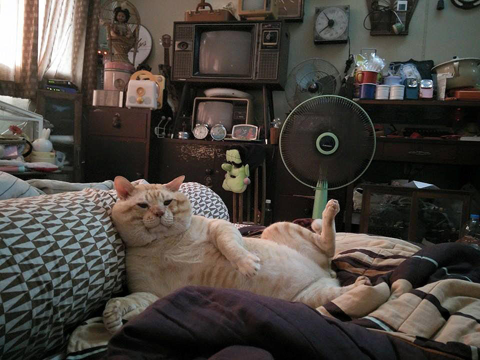 An Upgraded Street Cat by Mr-Ripley An Upgraded Street Cat by Mr-Ripley