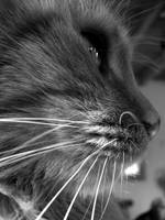 Dream a little dream by EleaLaFleur