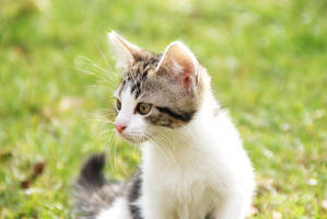 Fever by EleaLaFleur