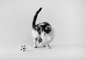 Football Kitty by EleaLaFleur