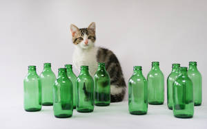 Beer Kitty by EleaLaFleur