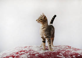 J'aime les plumes by EleaLaFleur