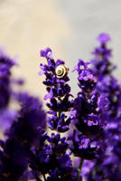 Petit Escargot by EleaLaFleur