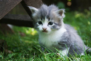 Chachou by EleaLaFleur