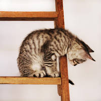 Maxou by EleaLaFleur