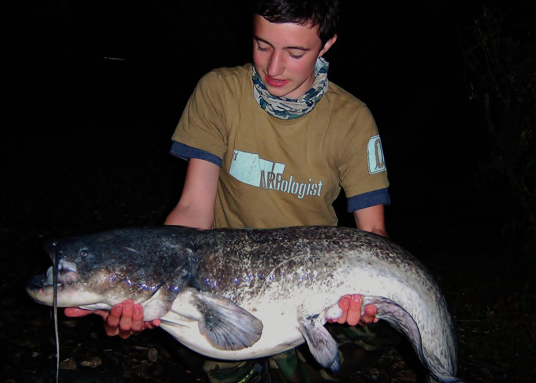 31lb Catfish From Swangey Lakes, Norfolk by nutter102 on DeviantArt