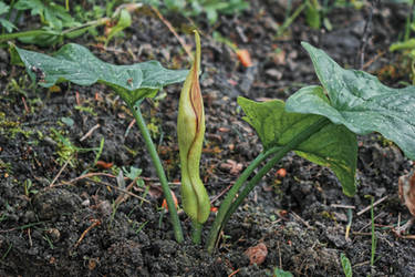 Ein Besser Arum by Abrimaal
