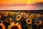Days of Heaven by iNeedChemicalX