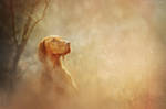 Alma by FFP-SJ