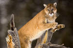 Puma 9 by catman-suha