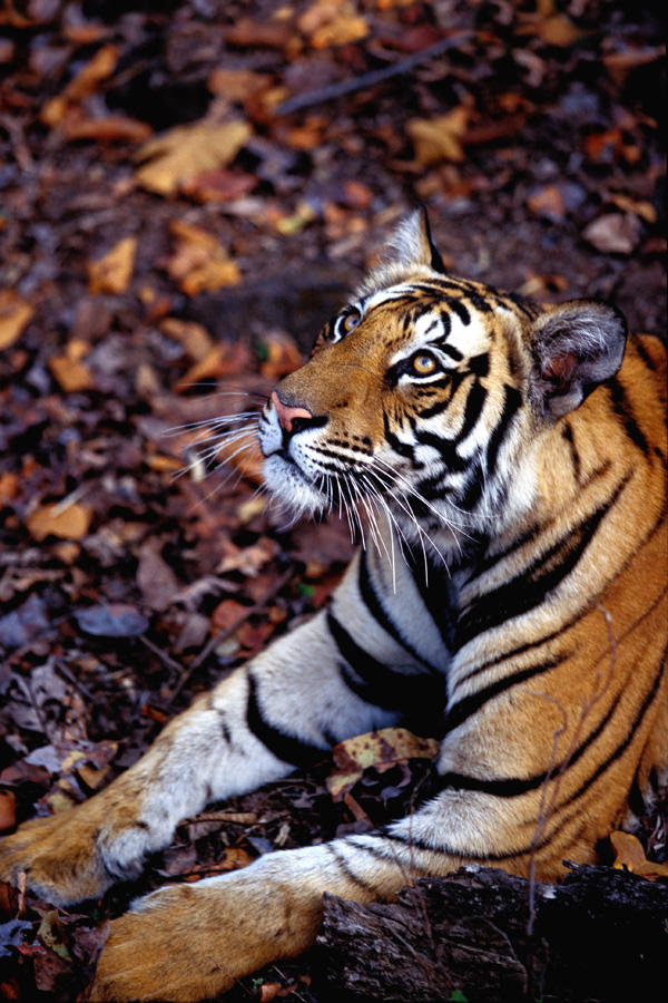 Bengal Tiger 3 by catman-suha
