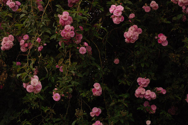 Roses background by Armathor-Stock