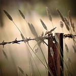 Rust. by Amelia-Madeleine