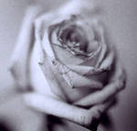 bw rose by suzi9mm