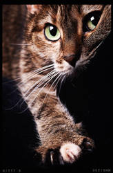 kitty 3 by suzi9mm