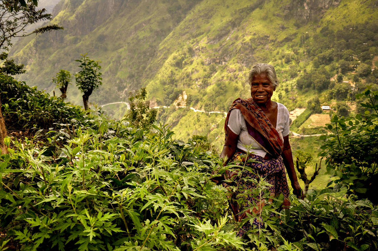 tea lady II by Moophlon