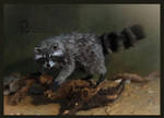 Raccoon1 by olllga81