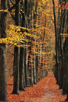 Through a wall of trees by jchanders