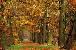 Walking along just another autumnal path by jchanders
