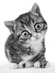 Little cat by StephanieVALENTIN