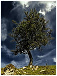 Return of the Ugly Tree by JonnyGoodboy