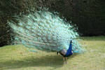 Peacock stock 8 by Random-Acts-Stock
